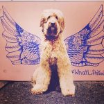 Combi Juice, Byron Bay